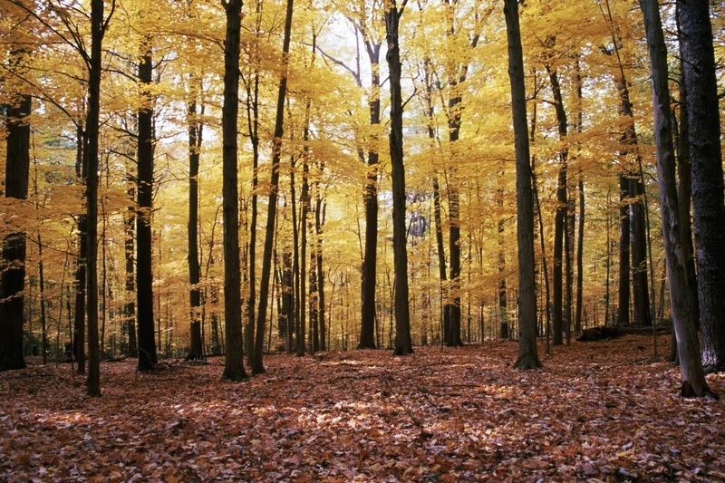Autumn forest interior with tall straight trees and golden foliage filtering sunlight through canopy onto leaf-covered ground