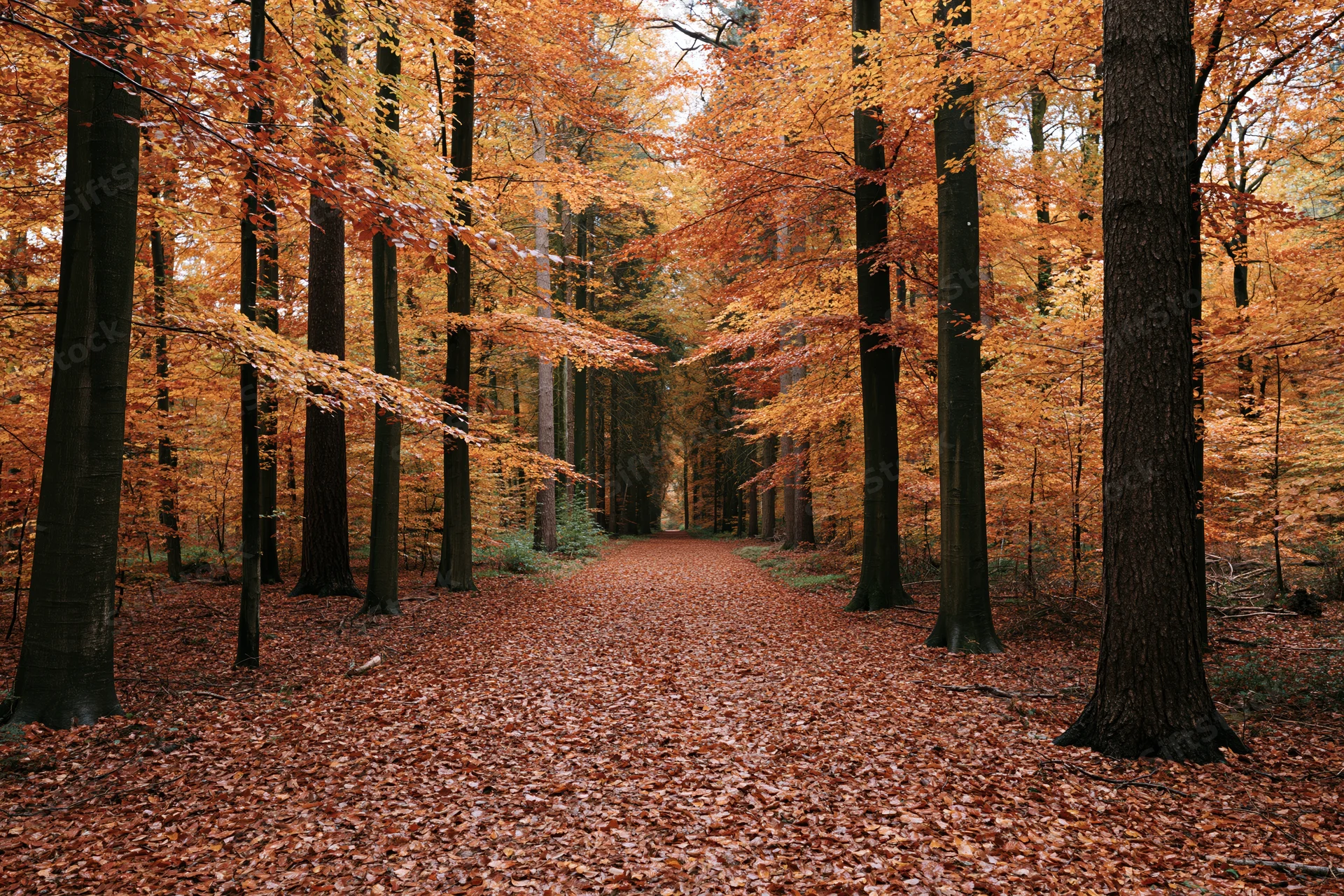 Autumn forest path lined with tall beech trees and golden foliage under a glowing canopy