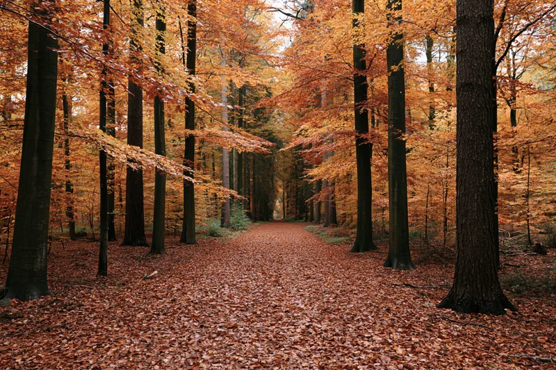 Autumn forest path lined with tall beech trees and golden foliage under a glowing canopy