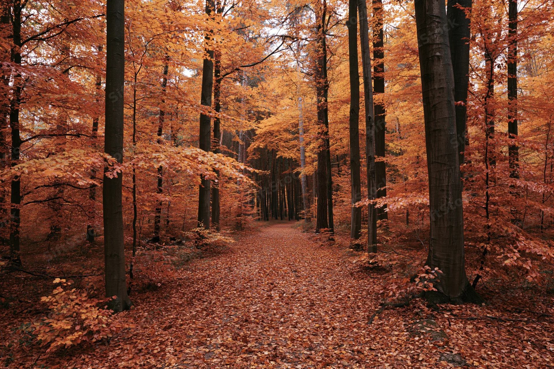 Autumn forest path lined with tall beech trees and fallen leaves under a glowing canopy