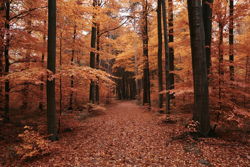 Autumn forest path lined with tall beech trees and fallen leaves under a glowing canopy