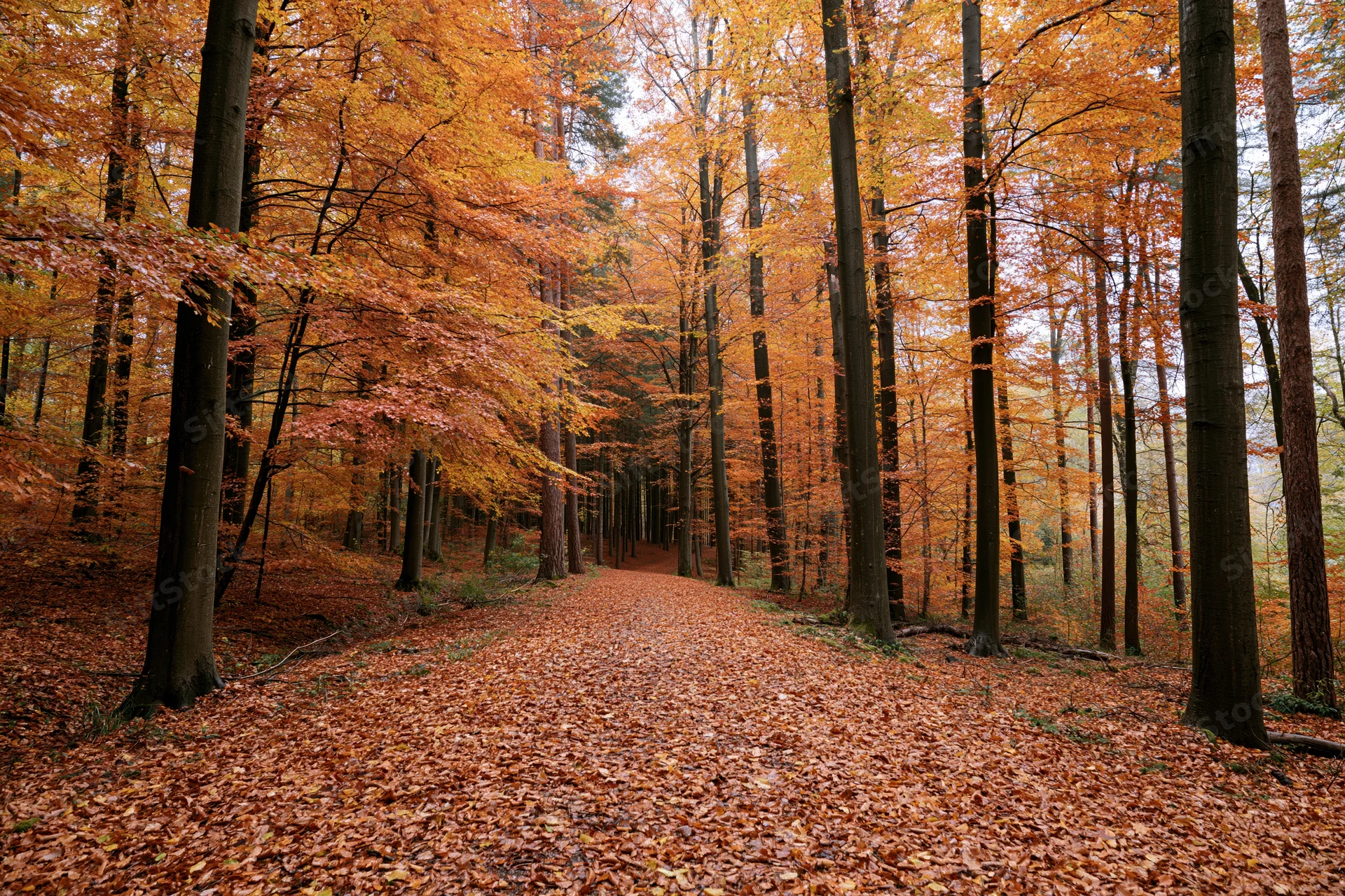 Autumn forest path covered in fallen leaves lined with tall beech trees