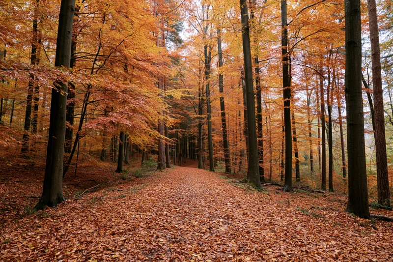 Autumn forest path covered in fallen leaves lined with tall beech trees