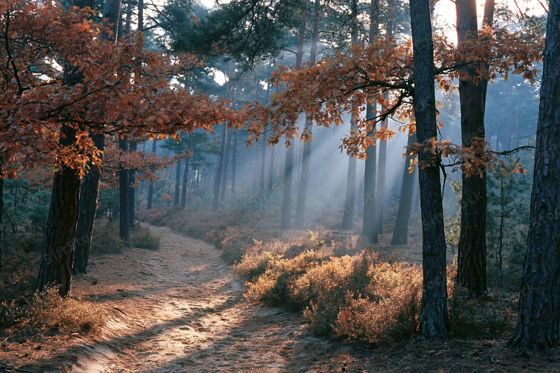 Winding forest path through tall pine trees with autumn oak foliage and misty sunlight