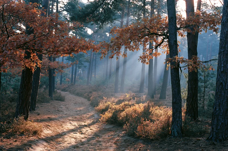 Winding forest path through tall pine trees with autumn oak foliage and misty sunlight