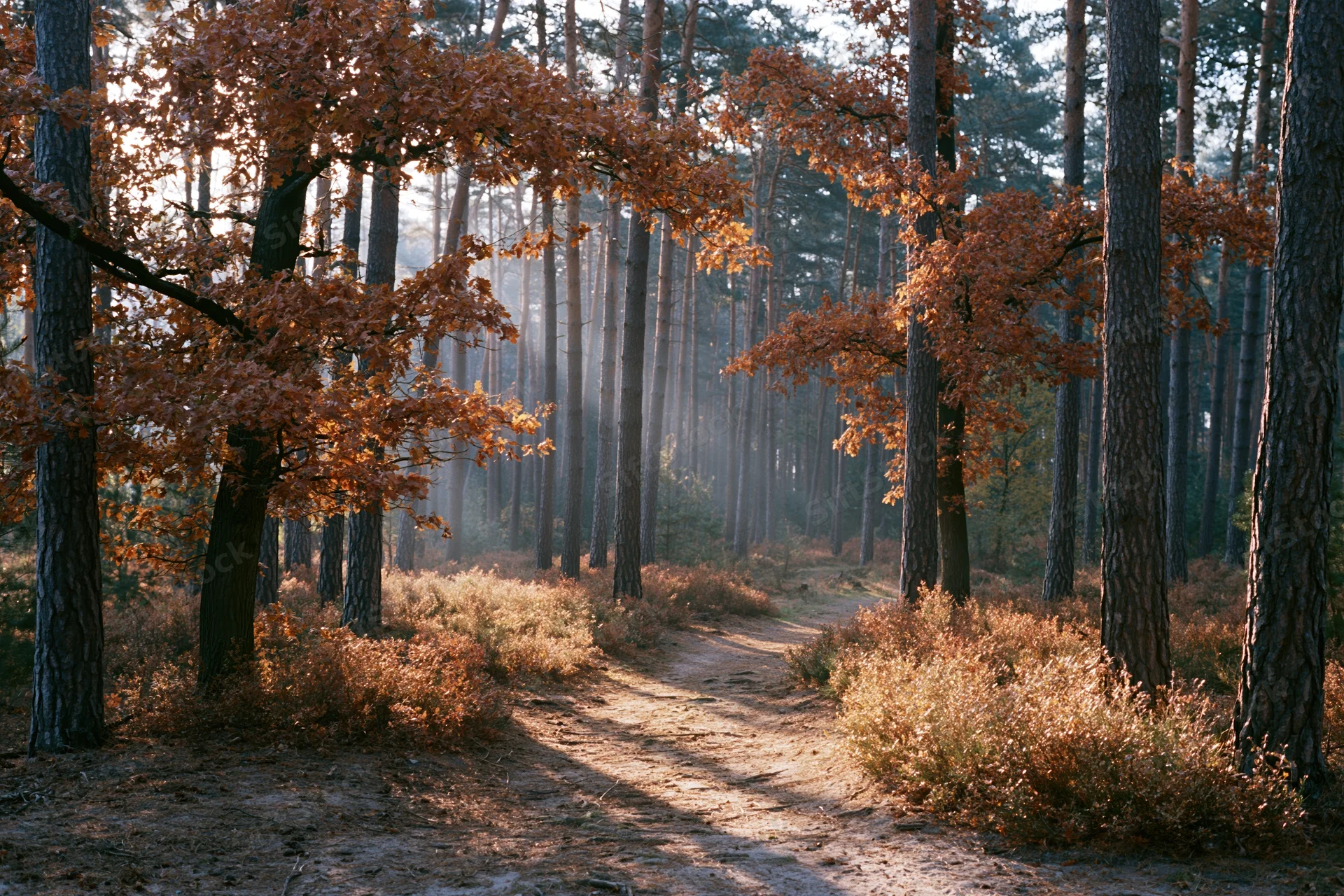 Winding dirt path through autumn forest with tall pine trees and oak foliage in soft morning light