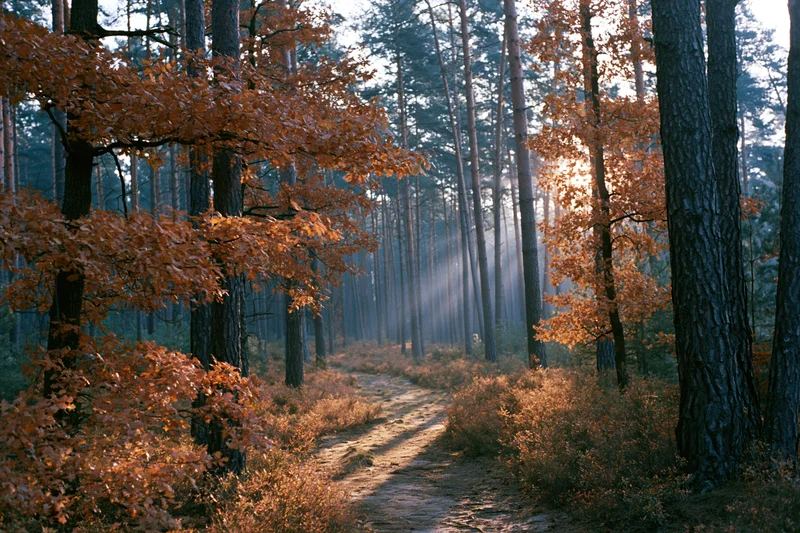 Winding dirt path through autumn forest with pine and oak trees, sunlight filtering through canopy