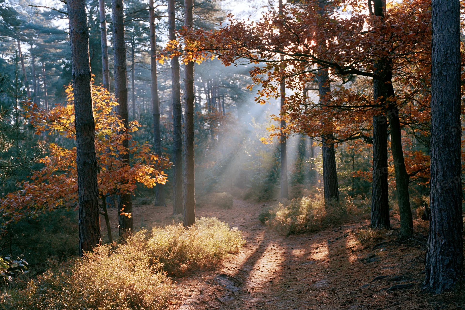 Winding path through autumn forest with pine and oak trees, sunlight filtering through canopy