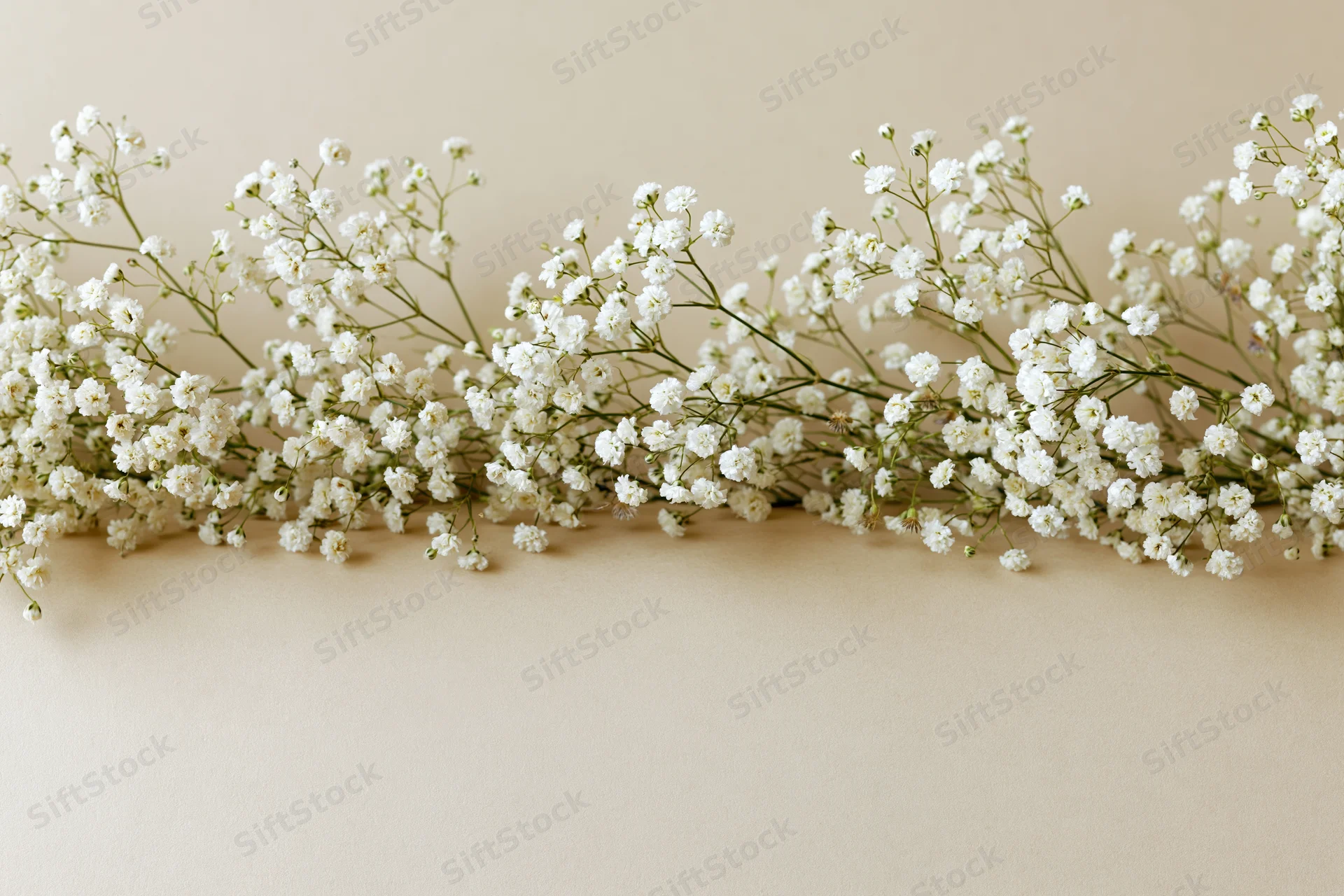 Baby's-breath flowers arranged in a horizontal line along the bottom edge of a beige surface