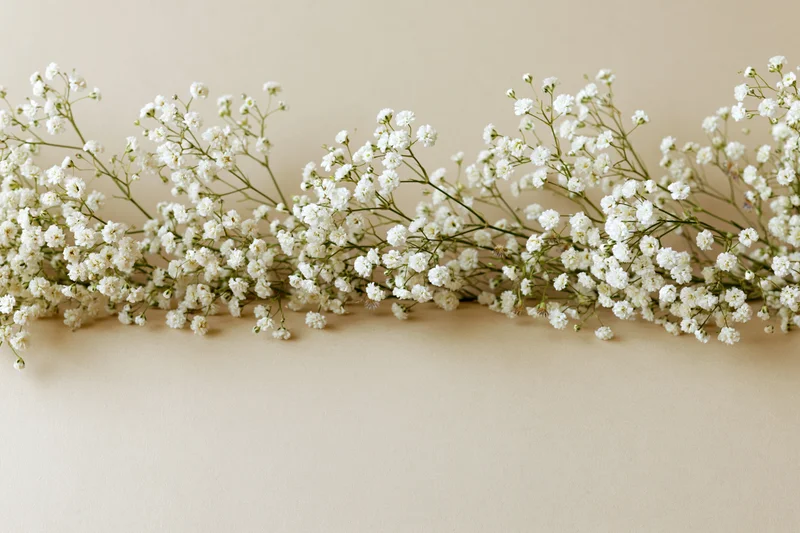 Baby's-breath flowers arranged in a horizontal line along the bottom edge of a beige surface