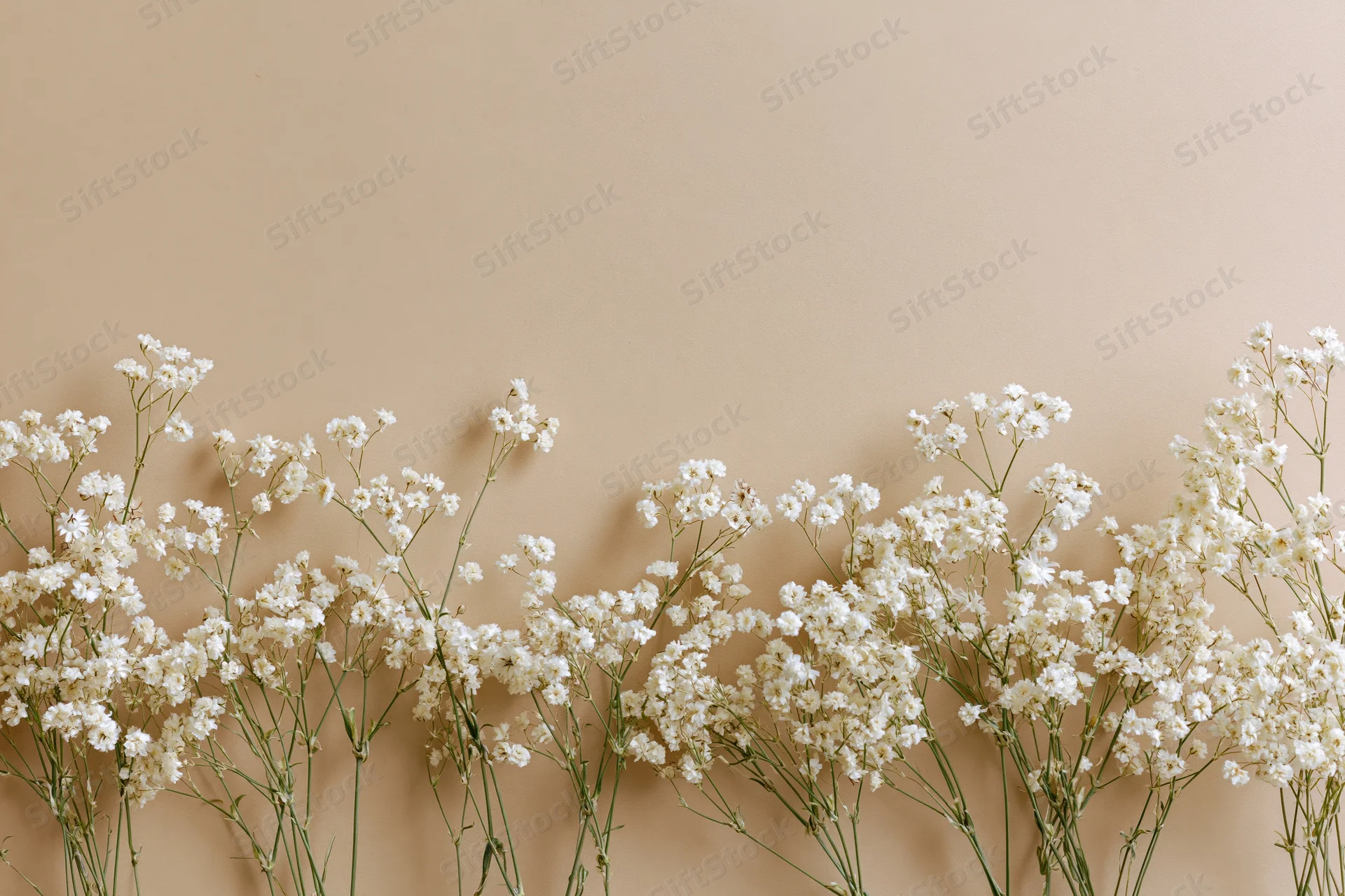 White gypsophila flowers arranged along the bottom edge of a beige background
