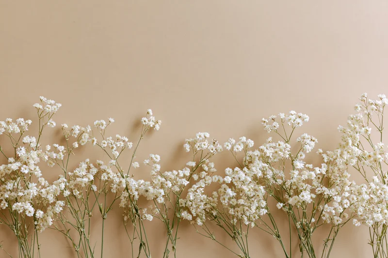 White gypsophila flowers arranged along the bottom edge of a beige background