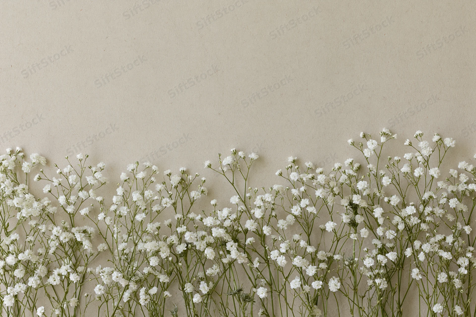 White gypsophila flowers arranged along the bottom edge of a beige surface