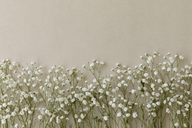 White gypsophila flowers arranged along the bottom edge of a beige surface