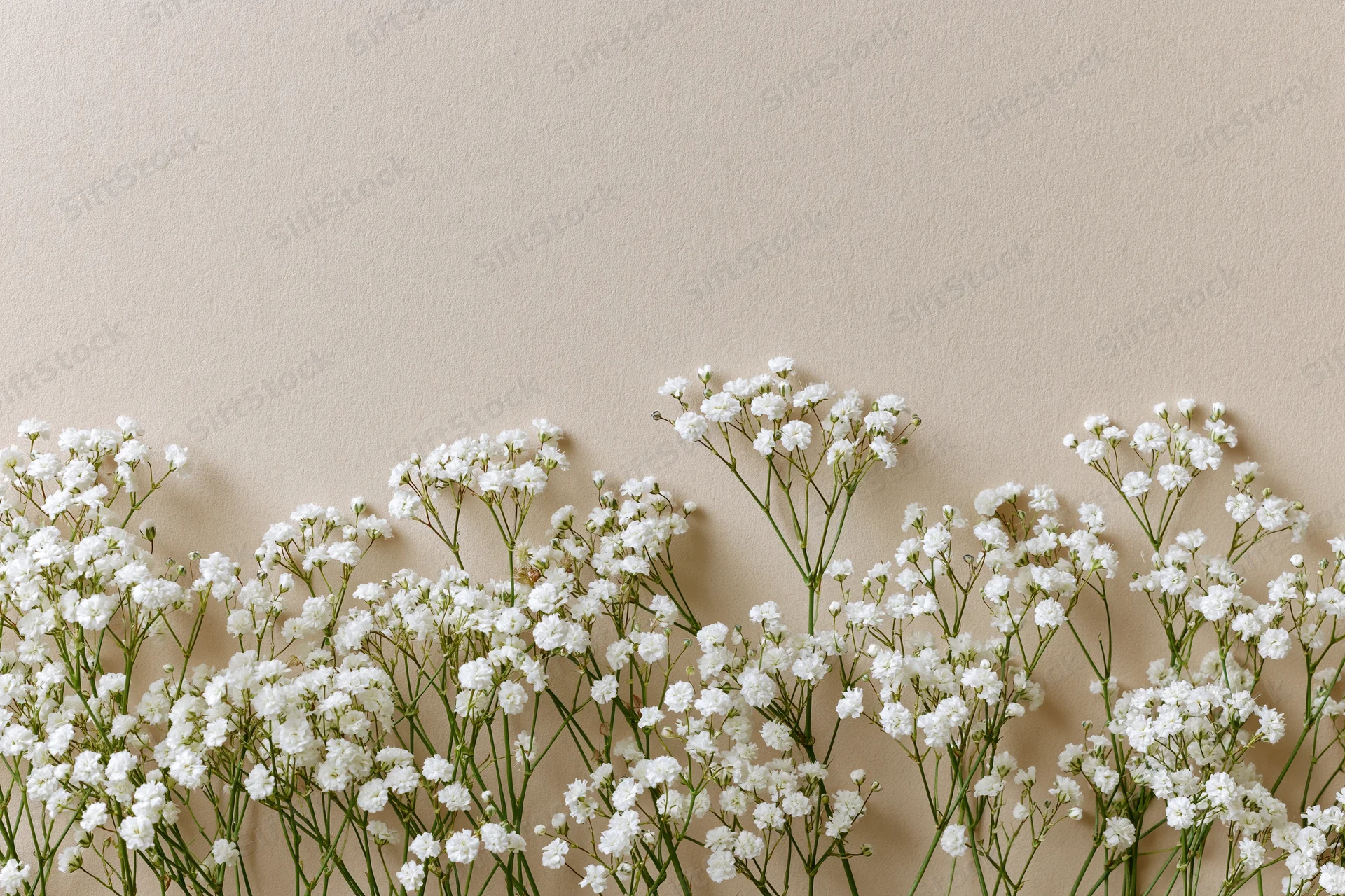 White gypsophila flowers arranged along the bottom edge of a beige wall with copyspace above