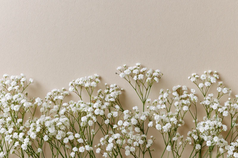 White gypsophila flowers arranged along the bottom edge of a beige wall with copyspace above