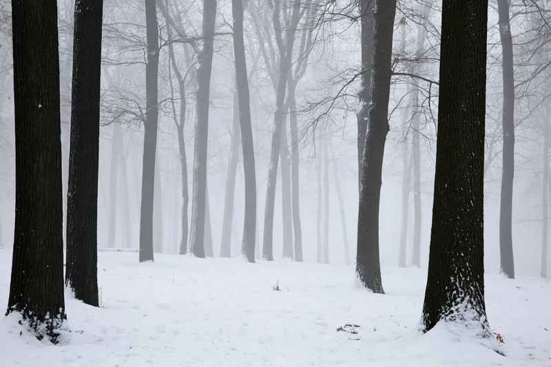 Snow-covered bare deciduous forest in heavy snowstorm with foggy atmosphere