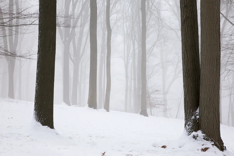 Snow-covered bare deciduous trees in a foggy forest during winter