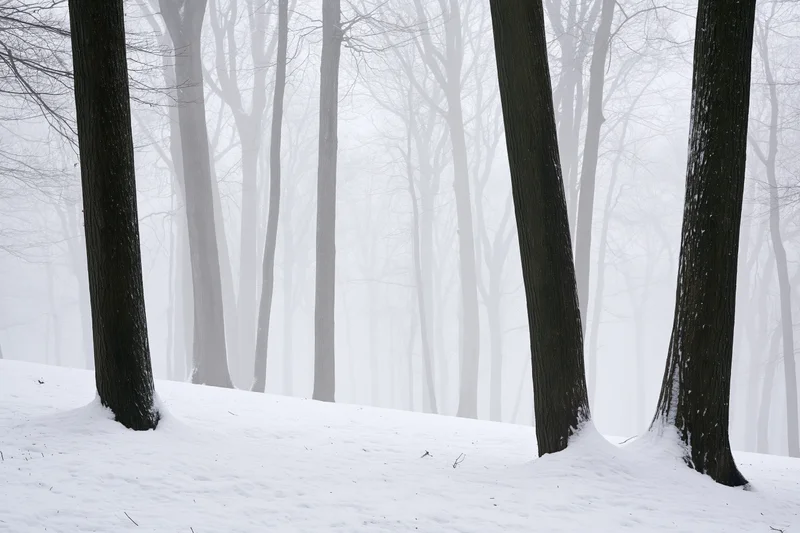 Snow-covered bare deciduous trees in a foggy forest during winter