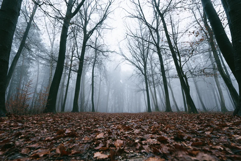 Low-angle view of a forest path lined with bare deciduous trees receding into fog, covered in fallen brown leaves