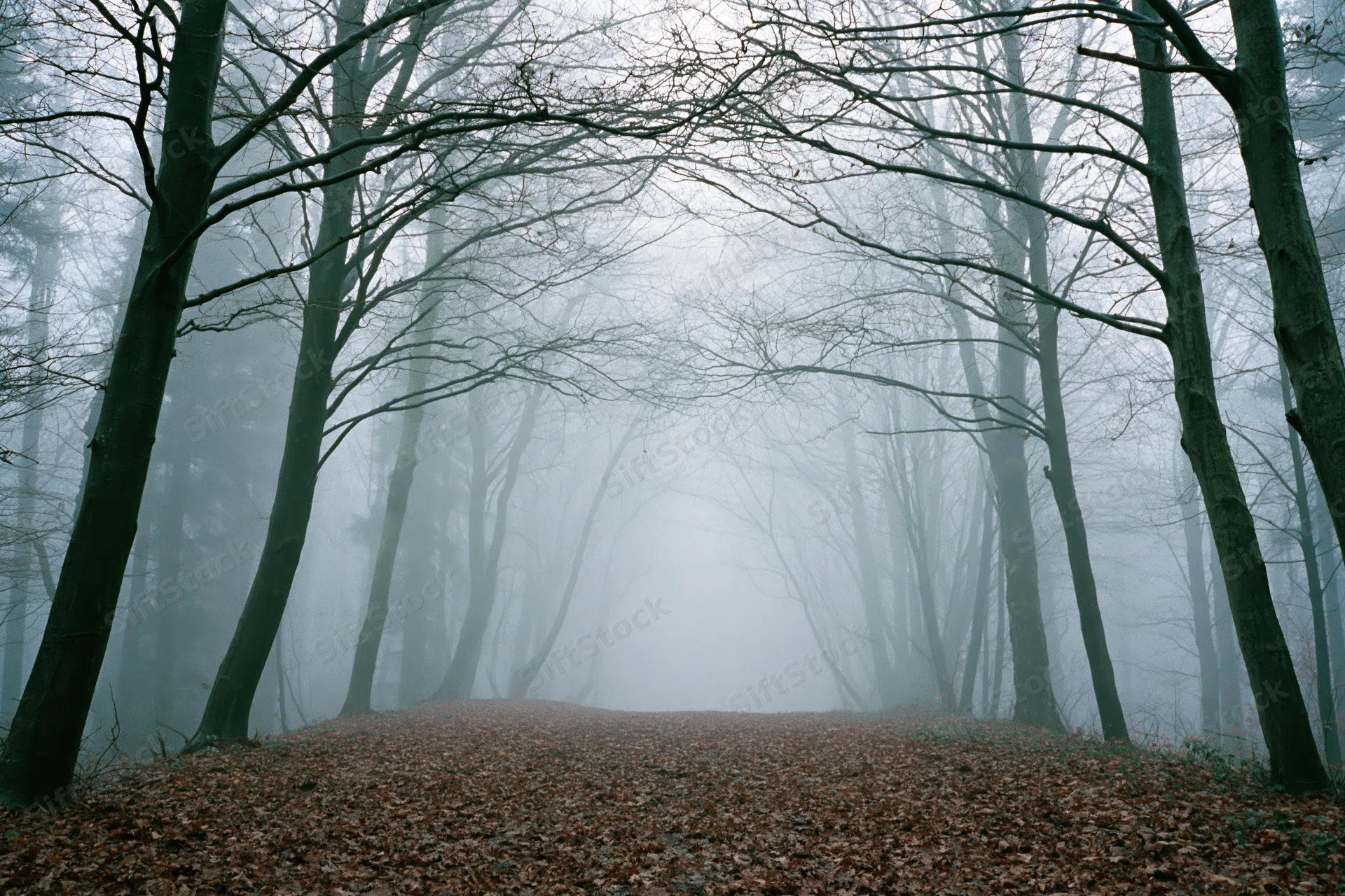 Foggy forest path lined with bare deciduous trees receding into mist