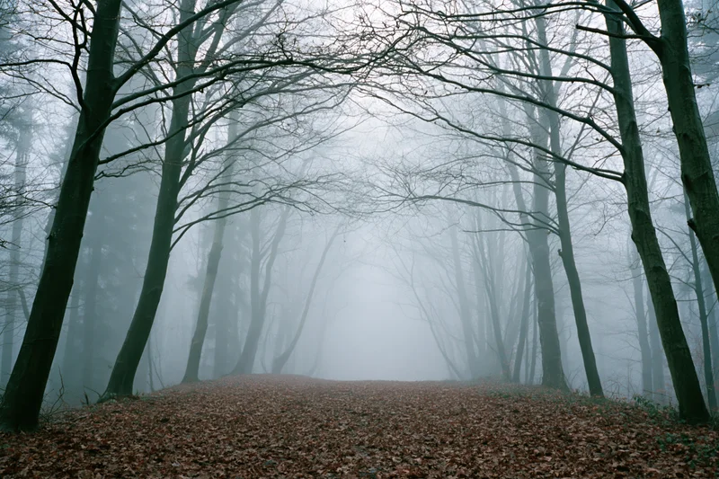 Foggy forest path lined with bare deciduous trees receding into mist