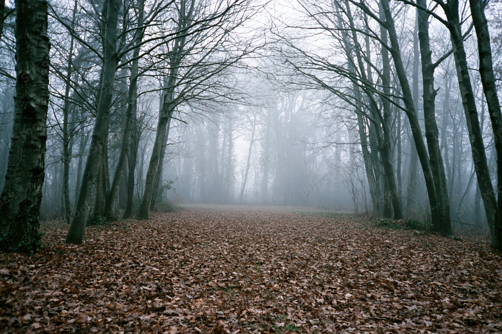 Forest path lined with bare deciduous trees receding into fog under overcast sky