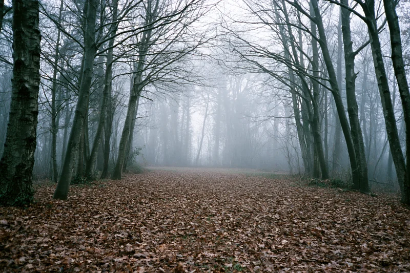 Forest path lined with bare deciduous trees receding into fog under overcast sky