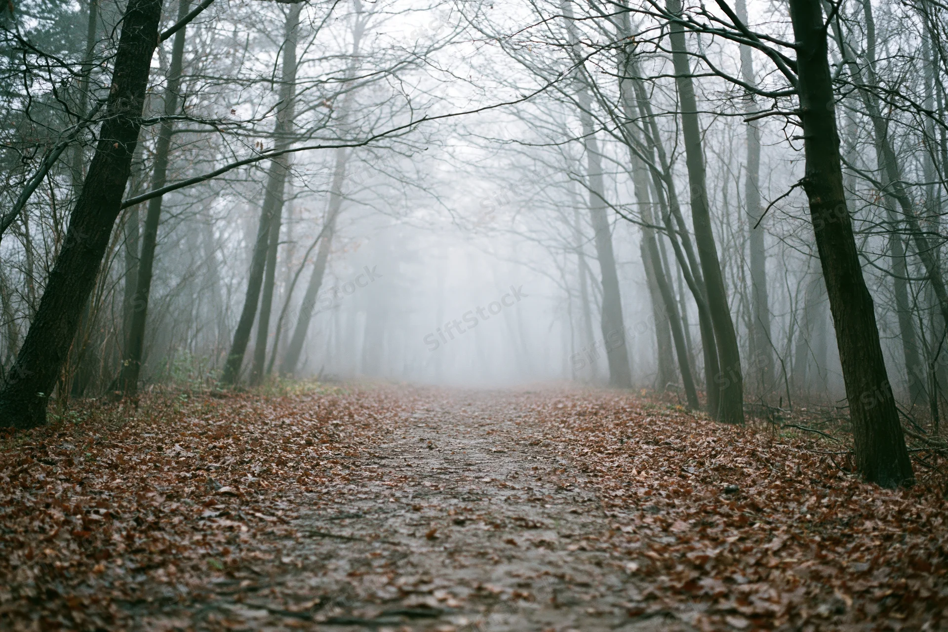 Forest path lined with bare deciduous trees receding into fog, covered in fallen leaves