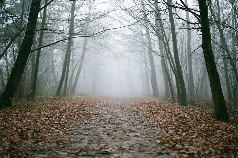 Forest path lined with bare deciduous trees receding into fog, covered in fallen leaves