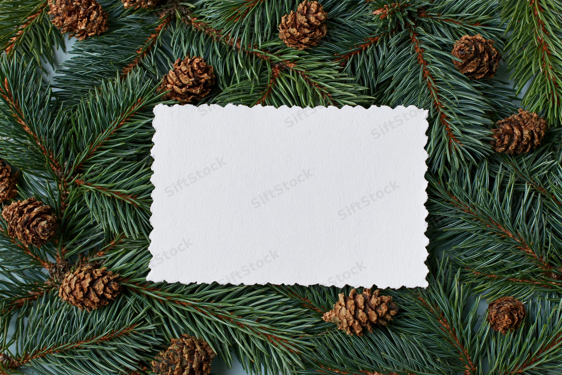 Blank white card with scalloped edges on a bed of pine branches and pinecones