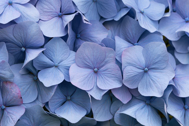 Blue hydrangea florets densely packed filling the frame with overlapping petals