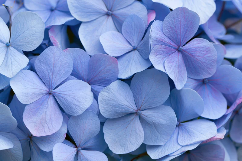 Closeup of blue hydrangea florets with overlapping petals filling the frame