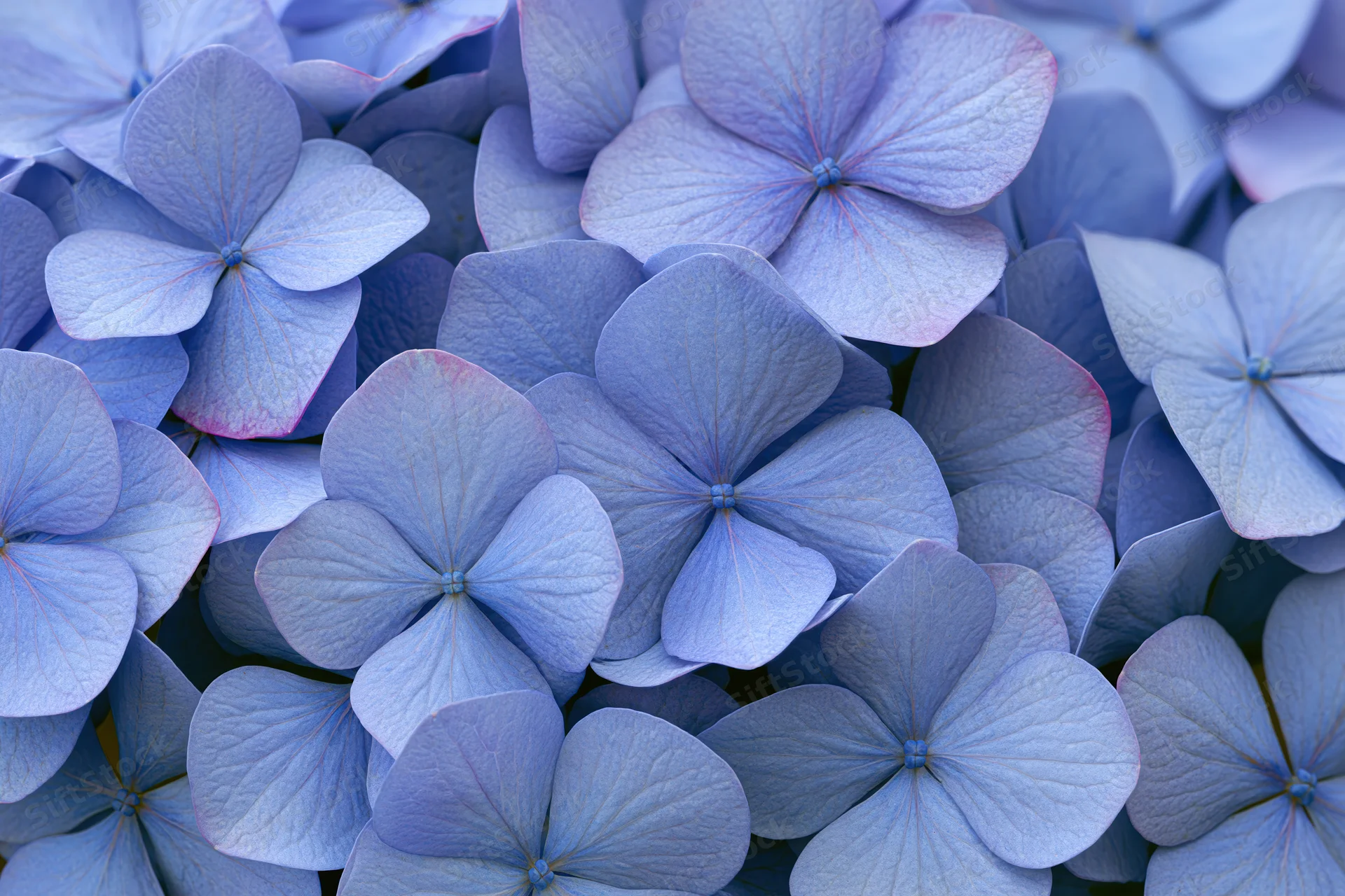 Blue hydrangea florets densely packed in close-up view filling the frame
