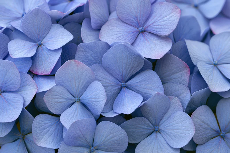 Blue hydrangea florets densely packed in close-up view filling the frame