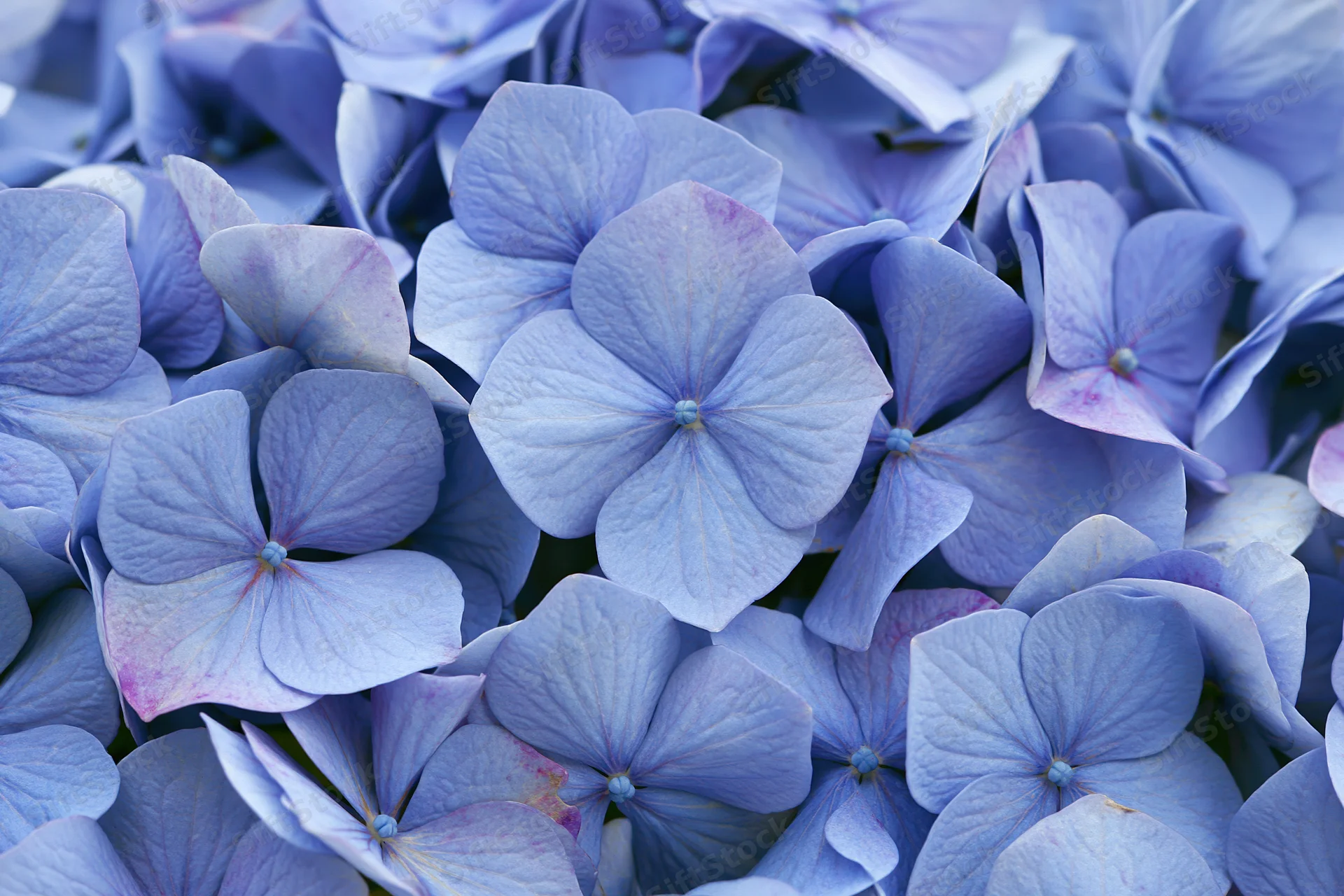 Closeup of blue hydrangea florets with overlapping petals filling the frame