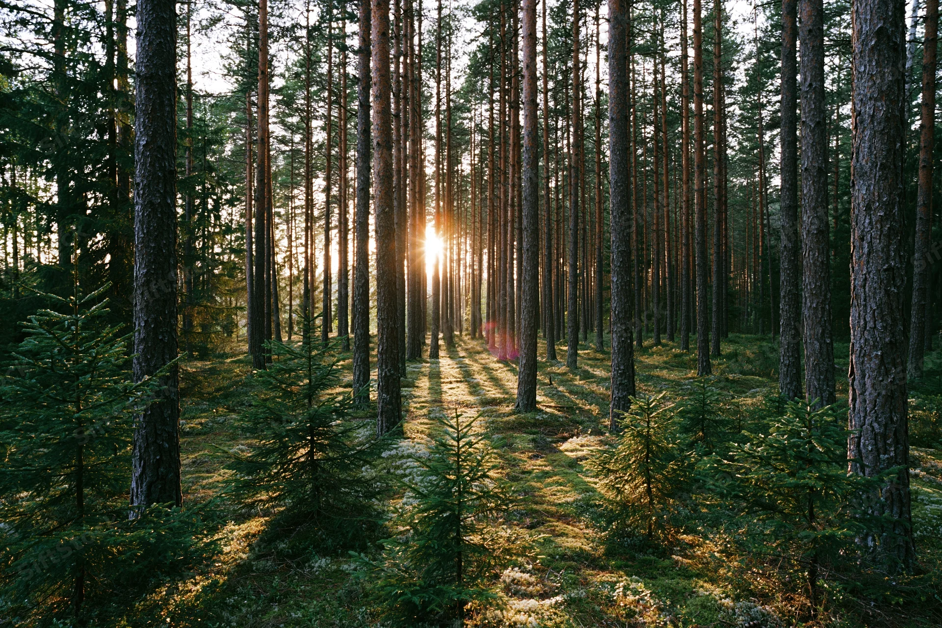 Sunlight filtering through tall straight pine trees in a boreal forest at golden hour