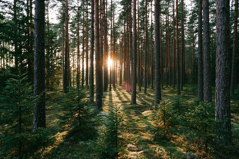 Sunlight filtering through tall straight pine trees in a boreal forest at golden hour