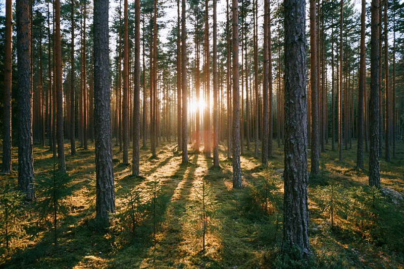 Sunlight filtering through tall pine trees in a boreal forest at golden hour
