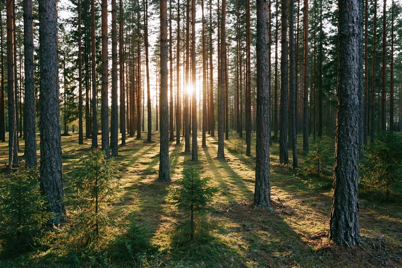 Sunlight filtering through tall straight pine trees in a boreal forest at golden hour