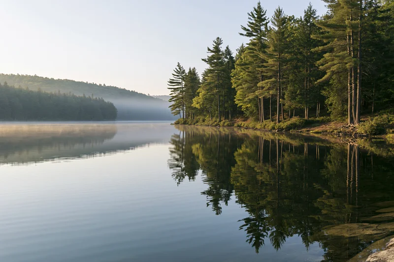 Calm lake at sunrise with tall pine trees lining the shore, reflecting in still water
