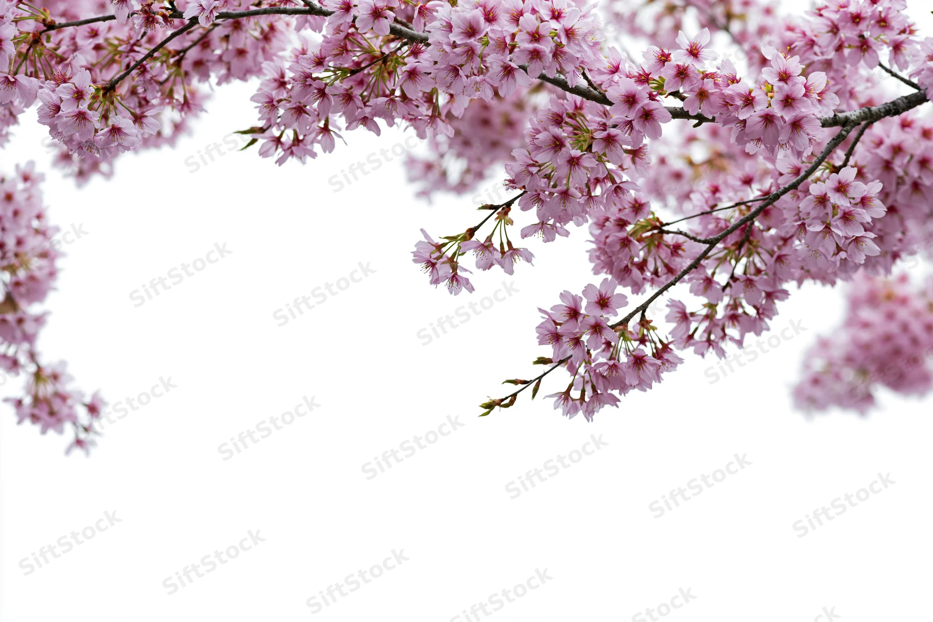 Cherry blossom branches curving across the top and sides of the frame against a white background