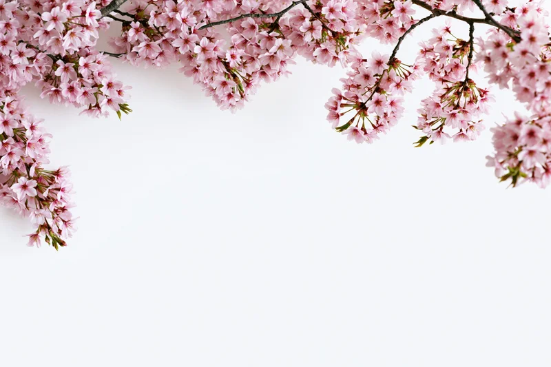 Cherry blossom branches curving across the top and sides of a white background