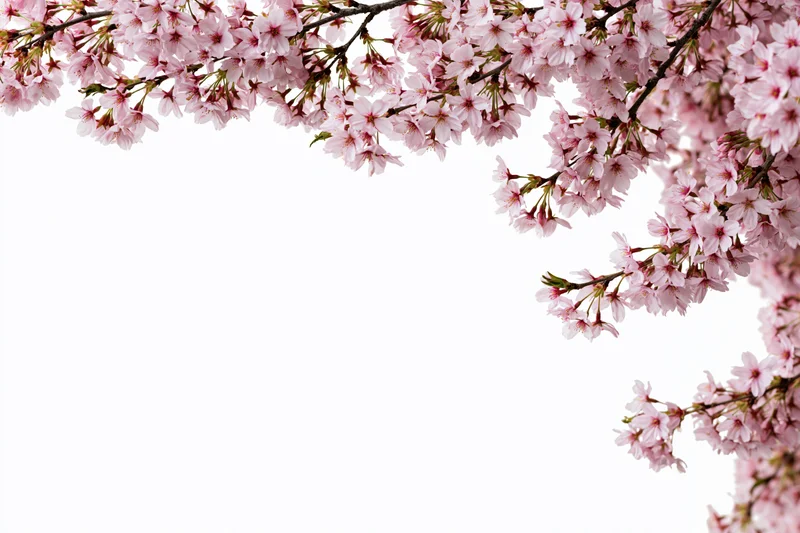 Cherry blossom branches curving across the top and sides of the frame against a white background