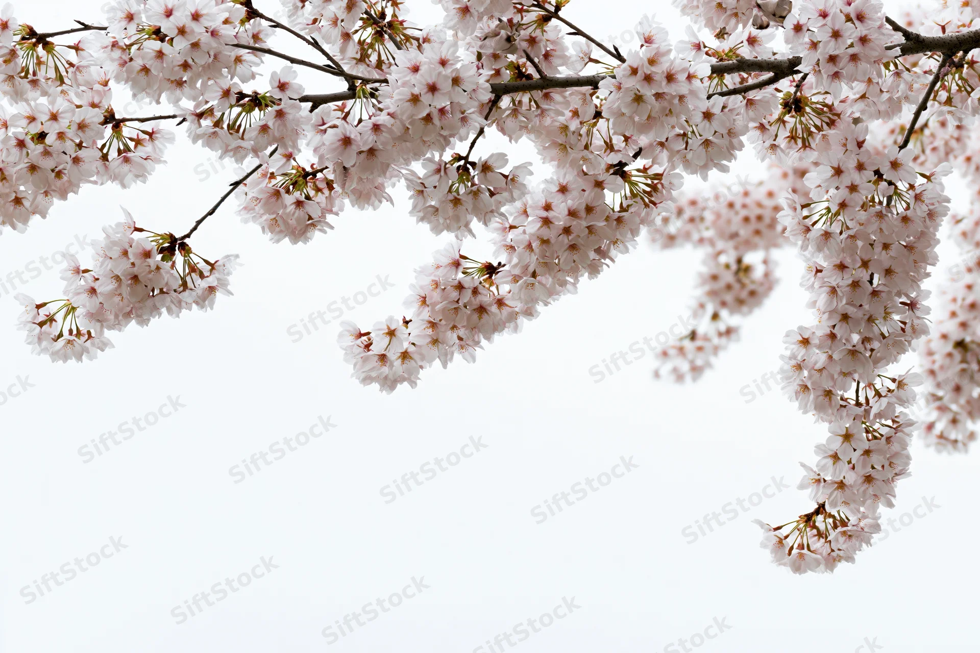 Cherry blossom branches with clusters of pale white-pink flowers against a bright sky