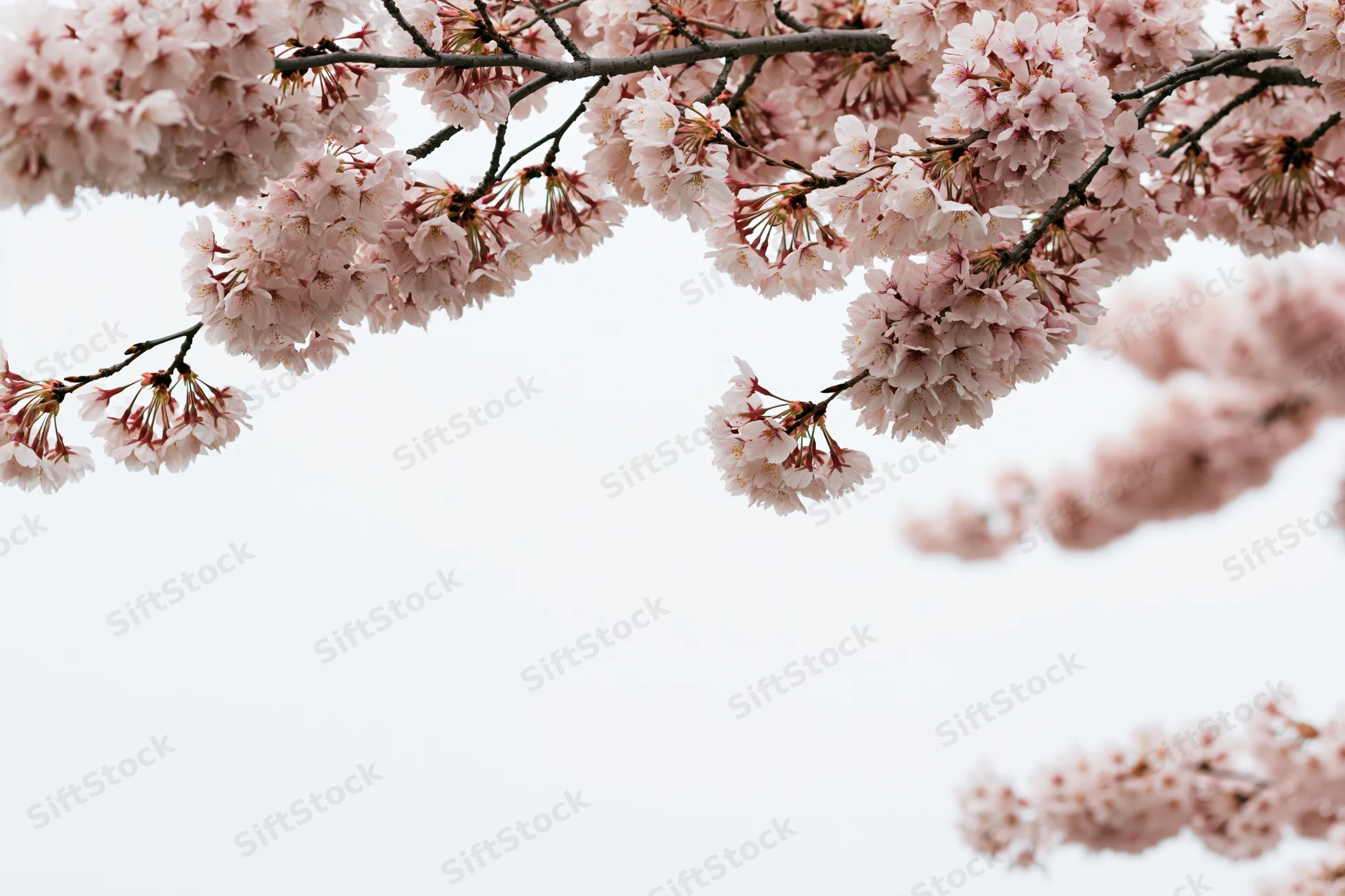 Cherry blossom branches with clusters of pale pink flowers against a bright sky