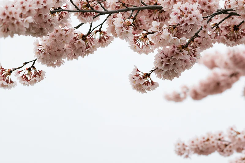 Cherry blossom branches with clusters of pale pink flowers against a bright sky