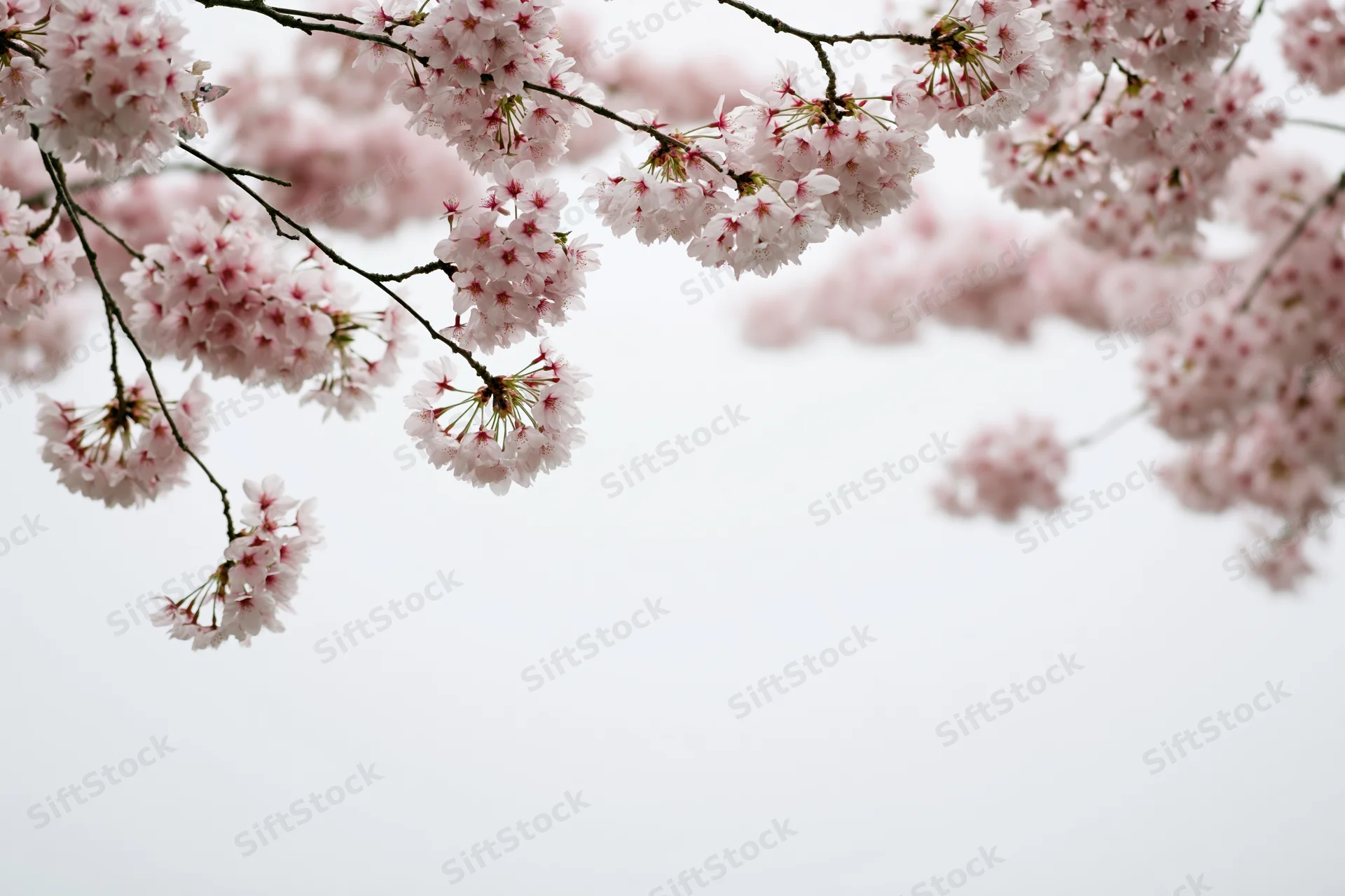 Cherry blossom branches with clusters of pale white-pink flowers against a soft sky background