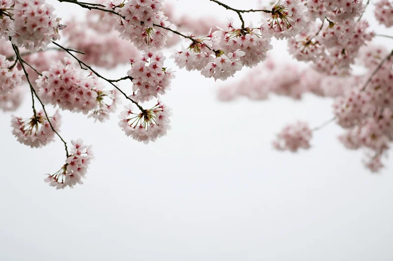 Cherry blossom branches with clusters of pale white-pink flowers against a soft sky background