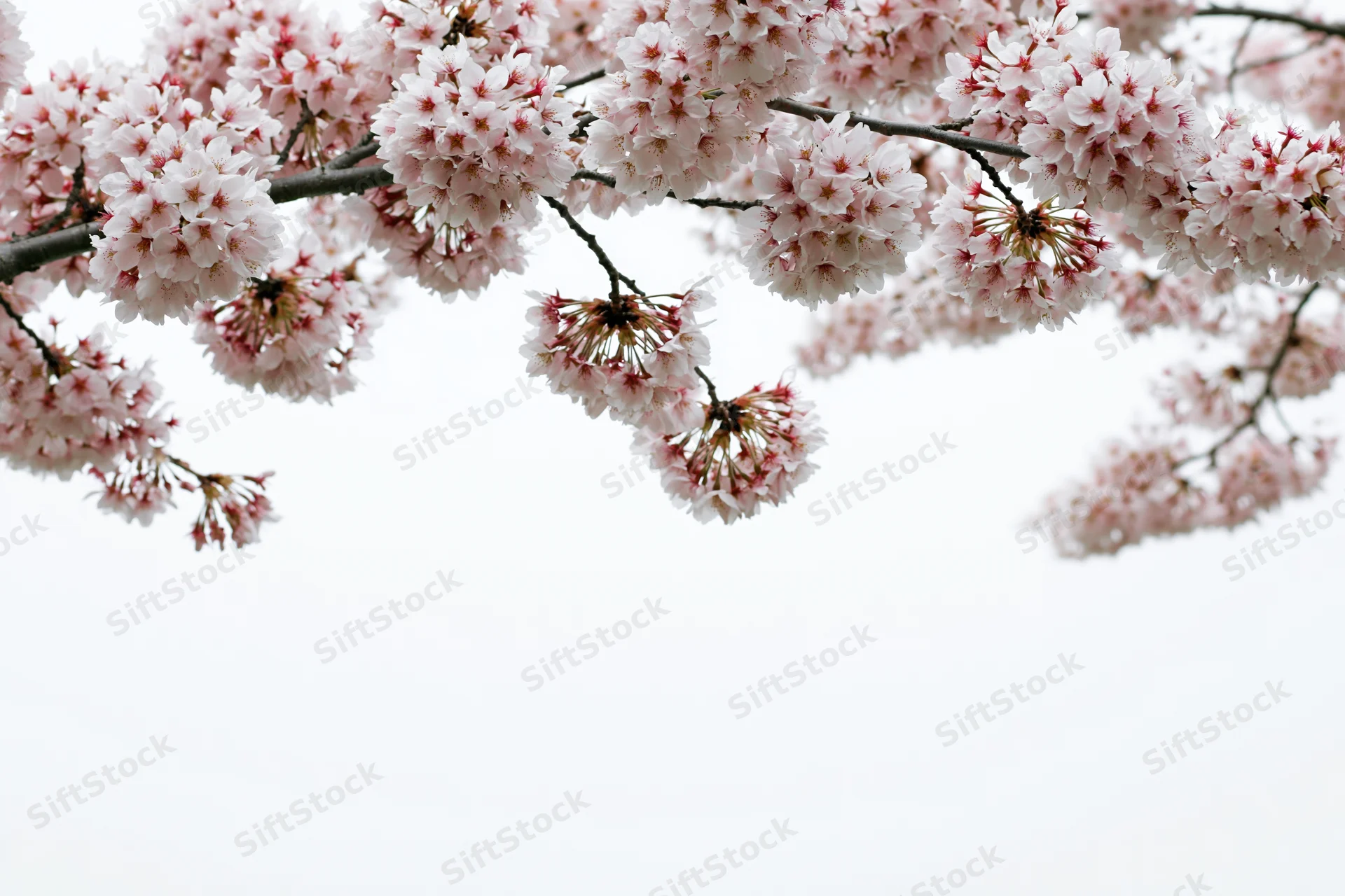 Cherry blossom branches blooming with pale pink flowers against a bright sky
